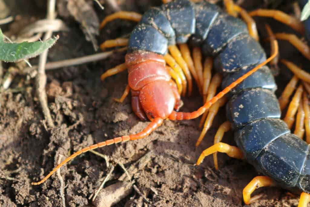 texas red-headed centipede