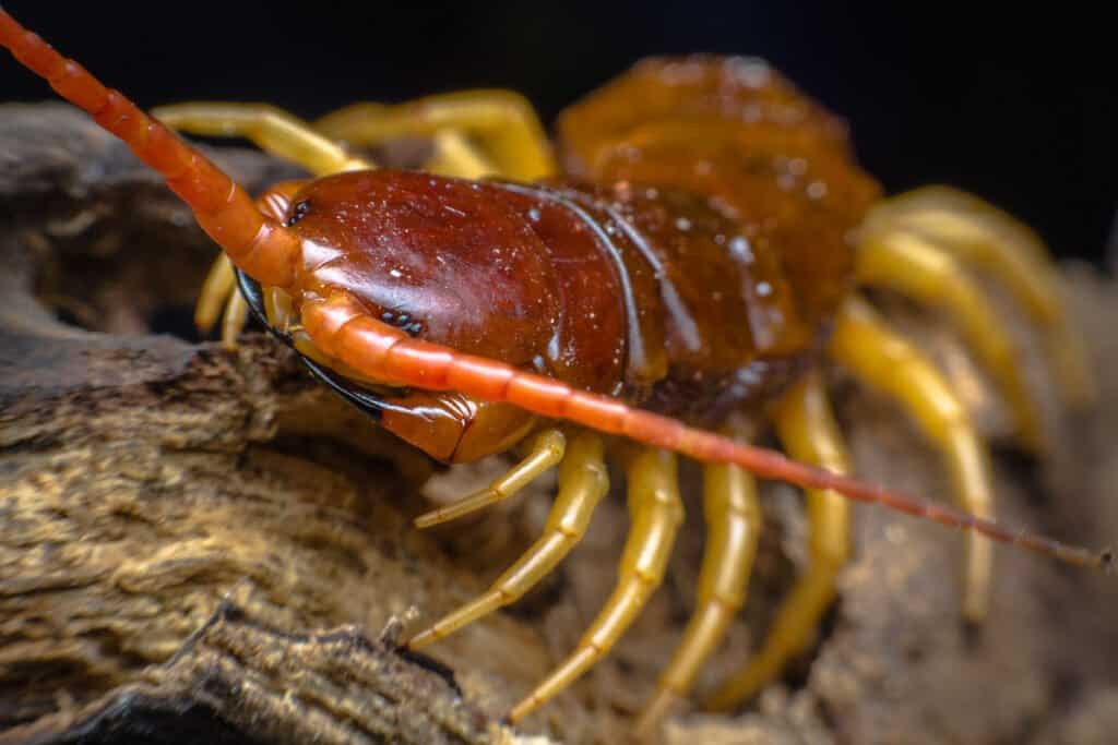 Are Centipedes Poisonous or Dangerous - Centipede