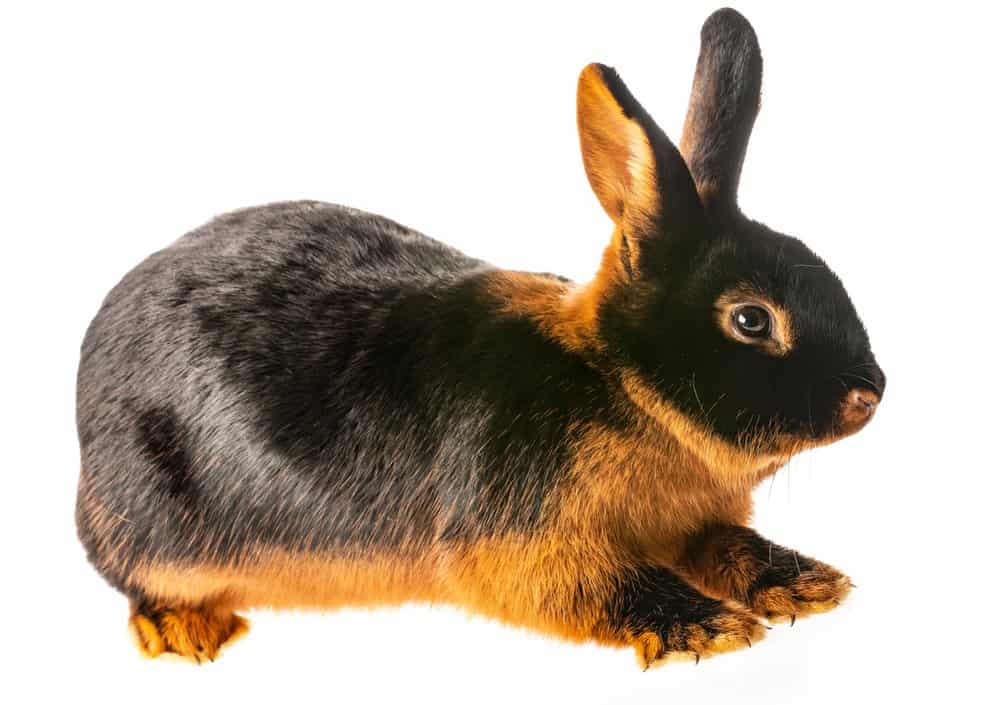 The Tan Rabbit