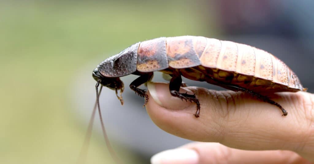 Hissing แมลงสาบเป็นสัตว์เลี้ยง - Madagascar Hissing Cockroach