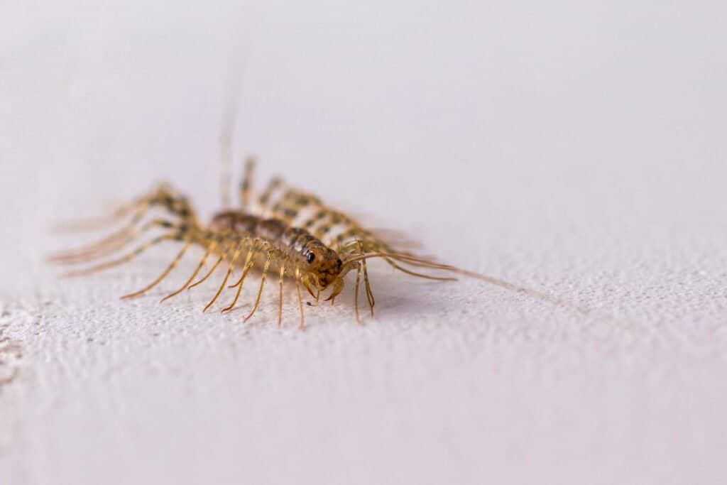 House Centipede Bites: Cause for Concern? - A-Z Animals