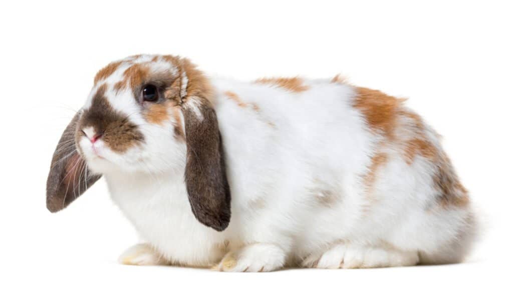 pictures of baby bunnies with floppy ears