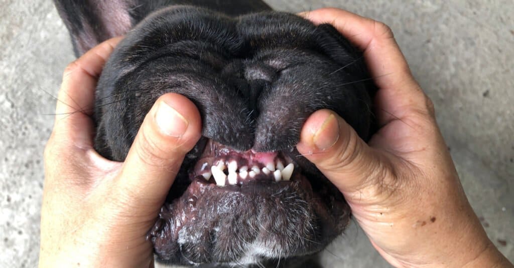 Bulldog Teeth - bulldog