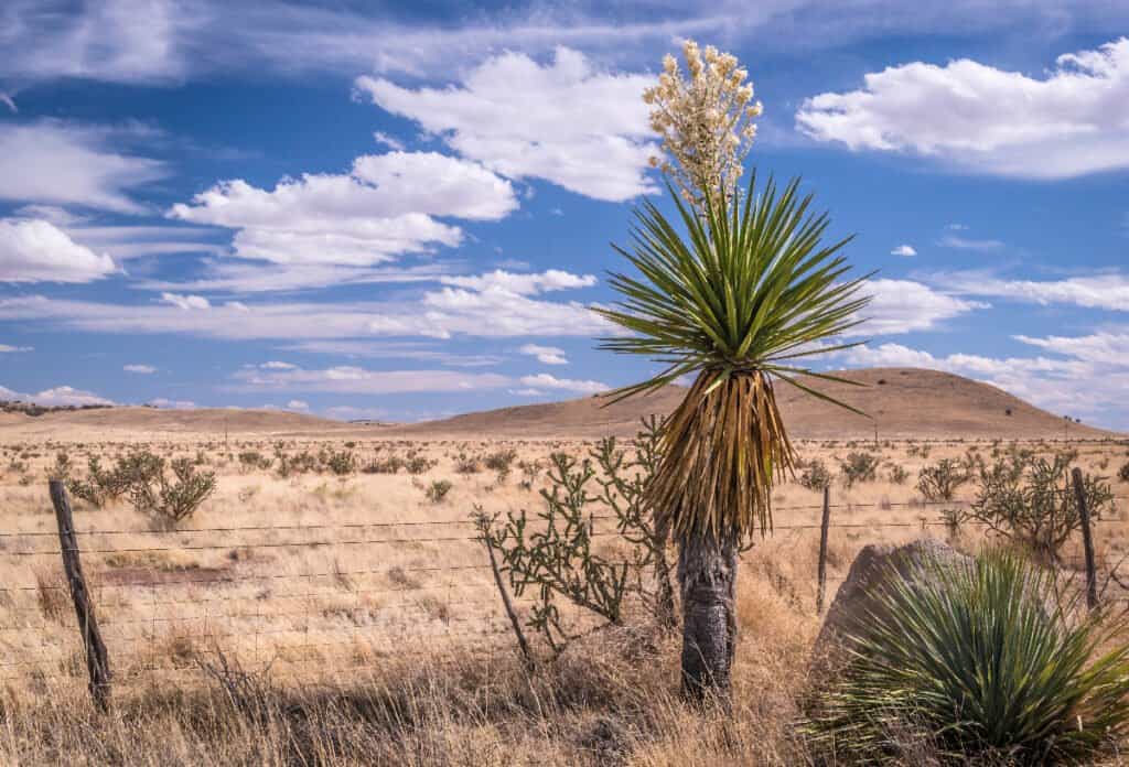 north american desert