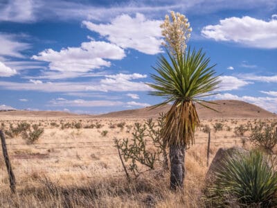 A Chihuahuan Desert