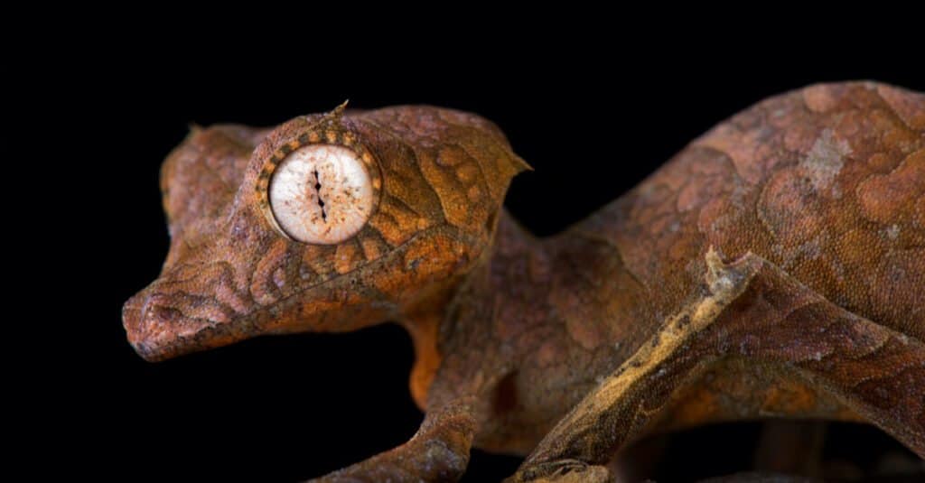 leaf tailed gecko