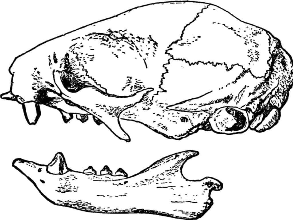 Sloth Teeth - Sloth Skull
