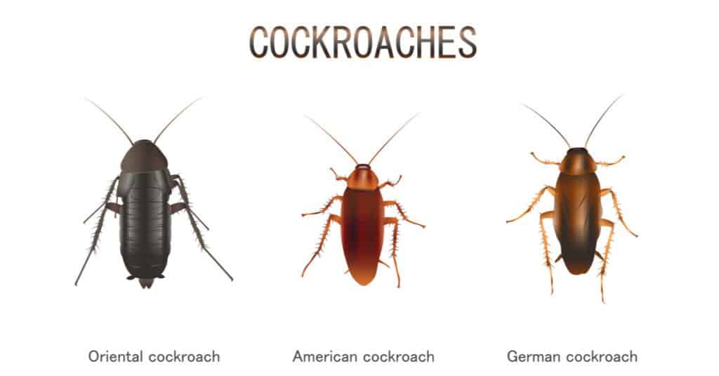 Types of Cockroaches 