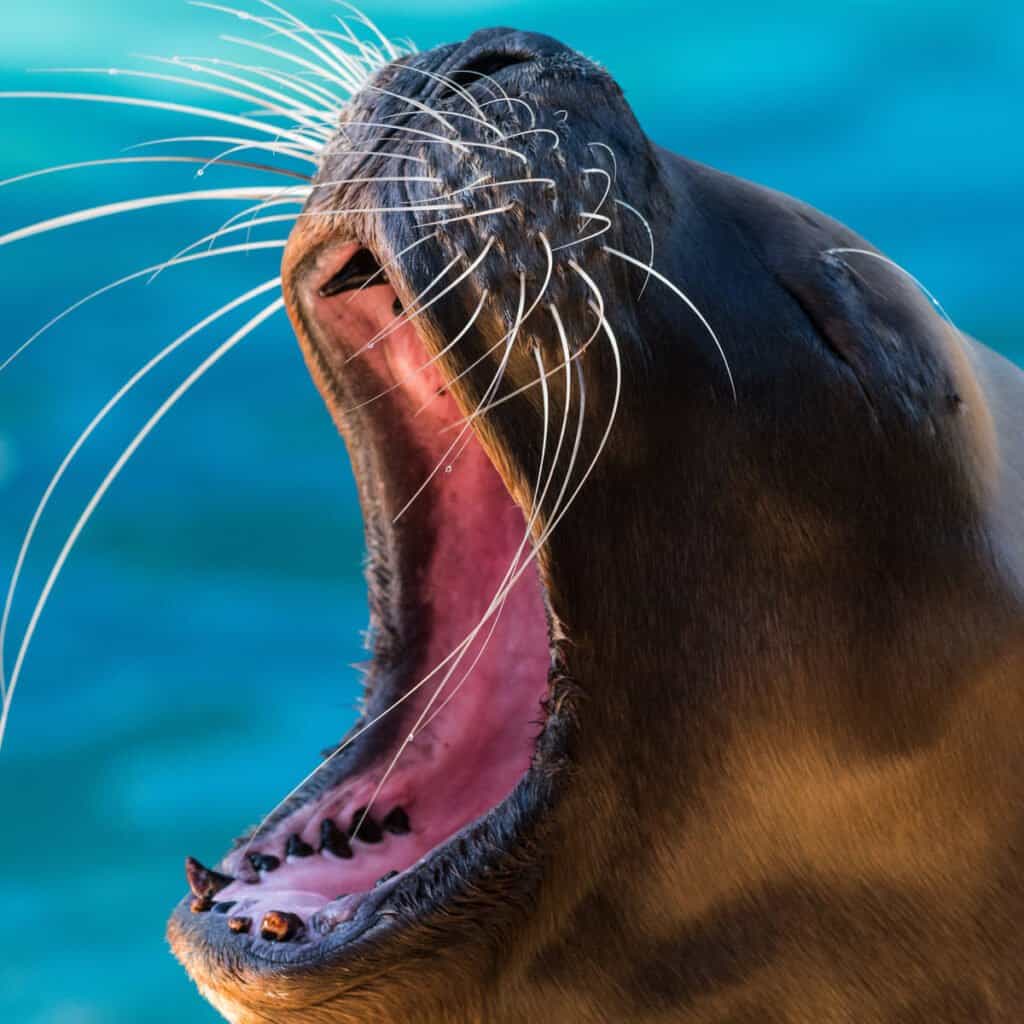 black sea lion swimming