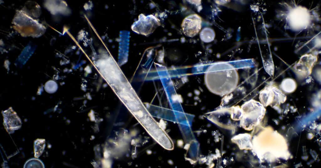 What Do Plankton Eat - Microscopic View