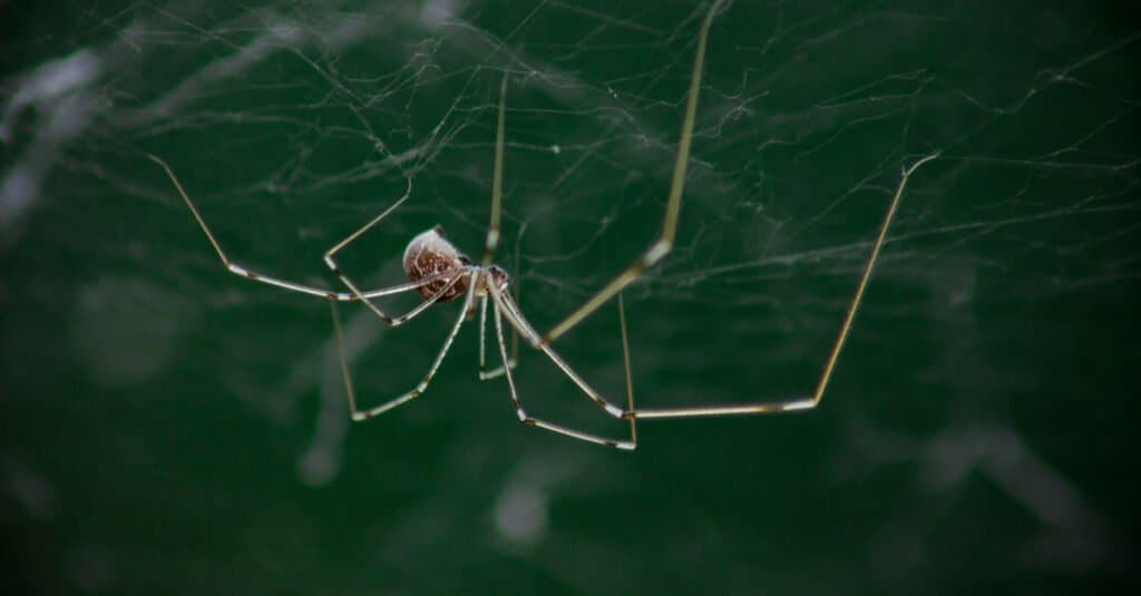 Are Daddy Long Legs Poisonous or Dangerous - Spiders