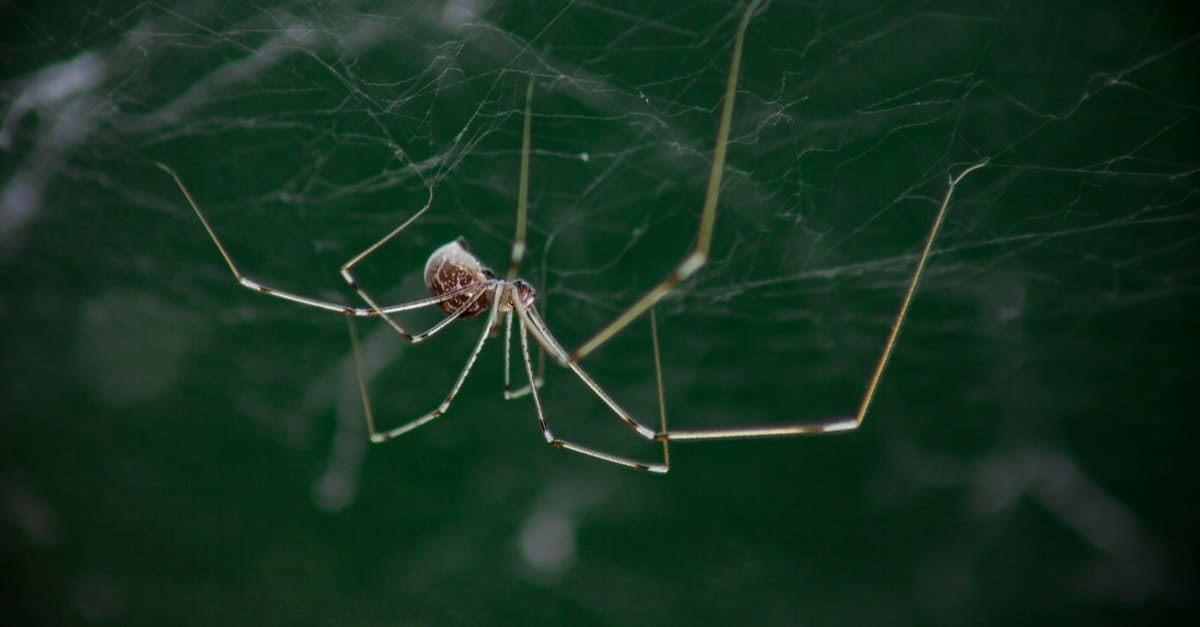 Are Daddy Long Legs Poisonous?