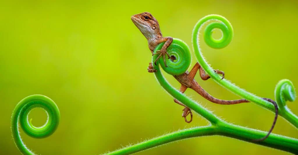 cute lizard pictures