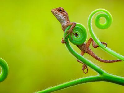 A The 13 Cutest Lizards in the World