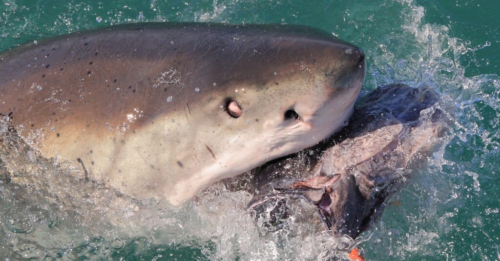 Shark Eyelid - Great white with eyes rolled back while hunting