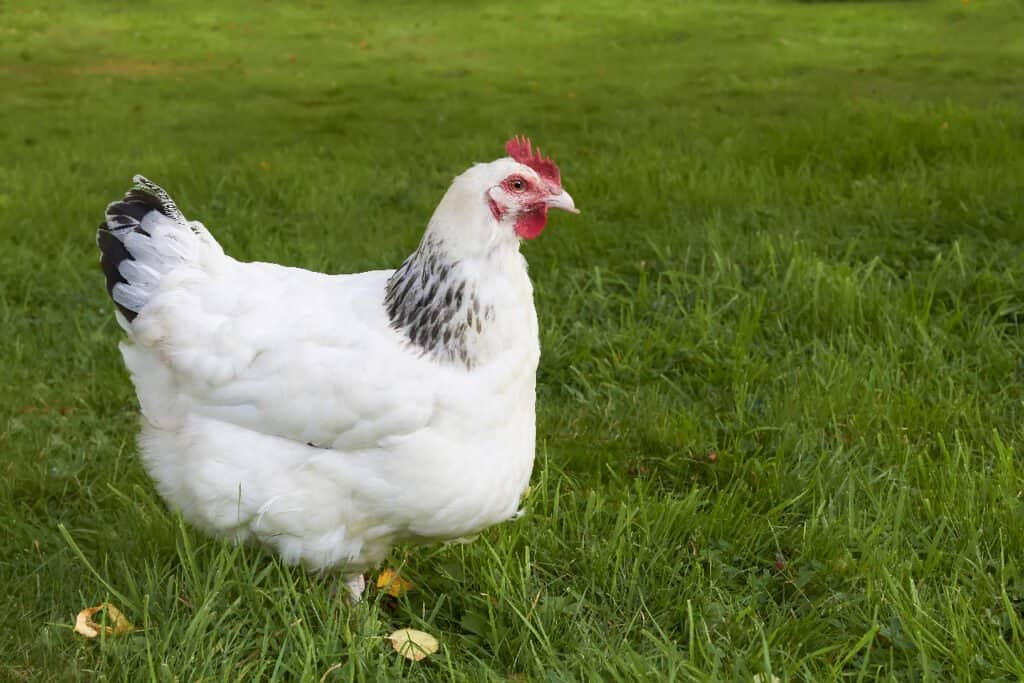 Sussex chicken isolated