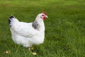 Sussex Chicken Prices in 2023: Purchase Cost, Supplies, Food, and More! photo