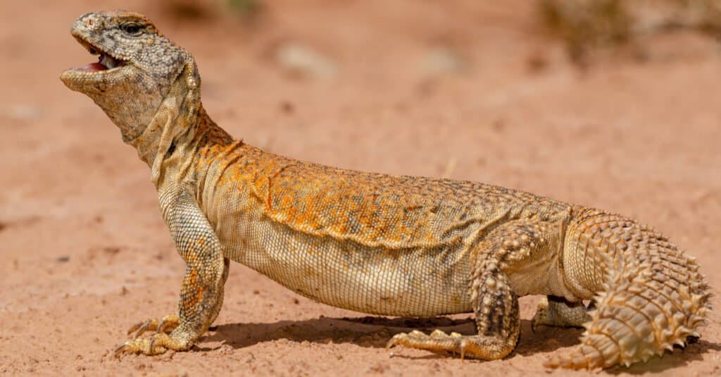 spiny-tailed lizard