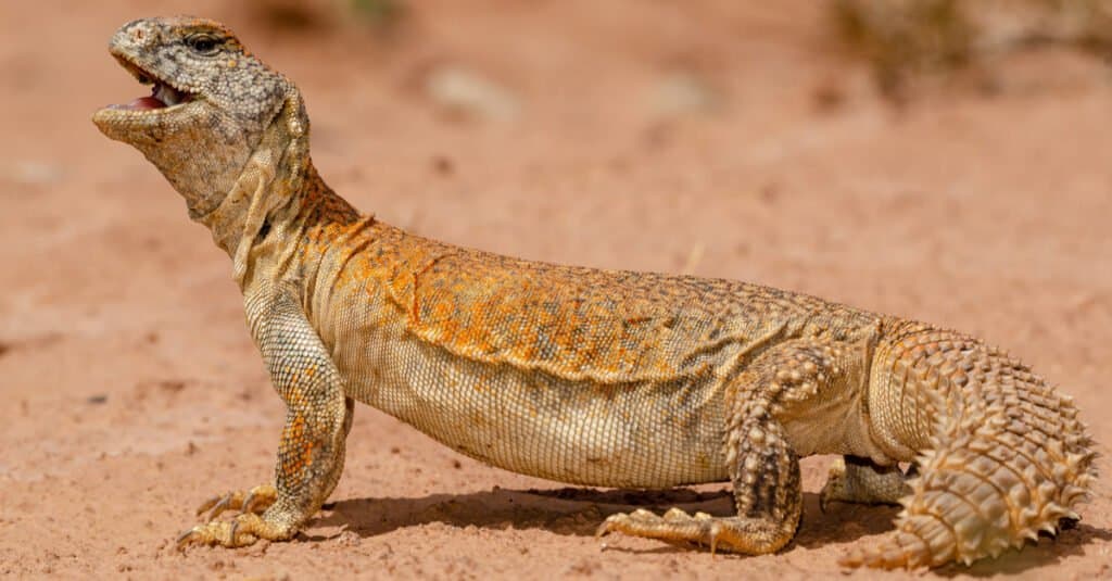 lizards with spikes spinytailed lizard