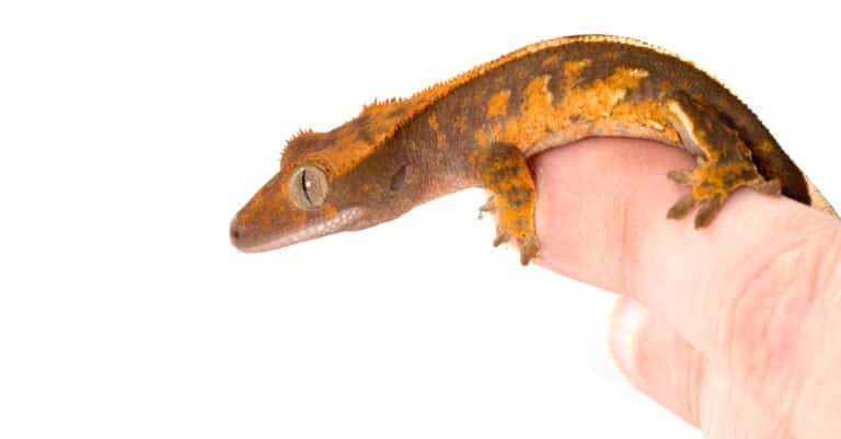 How to Sex a Crested Gecko - Juvenile Crested Gecko
