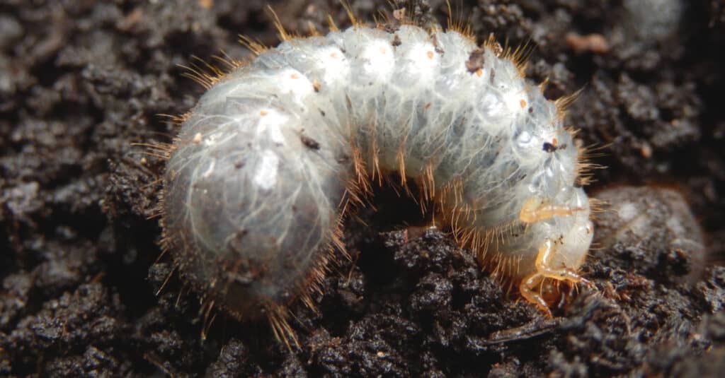 What do June Bugs Eat - June Bug White Grub