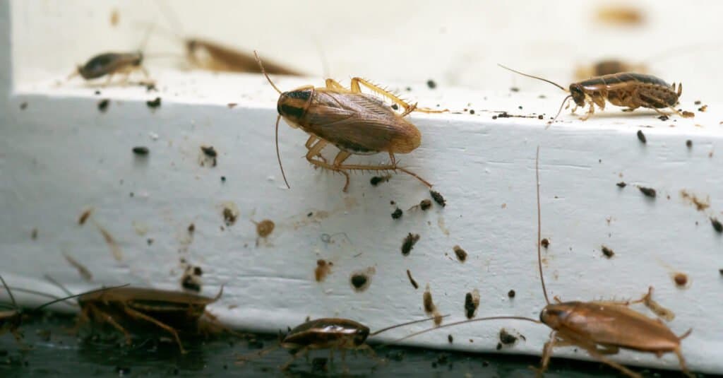 Cockroach Poop Identifying Roach Droppings vs. Mouse Droppings (and