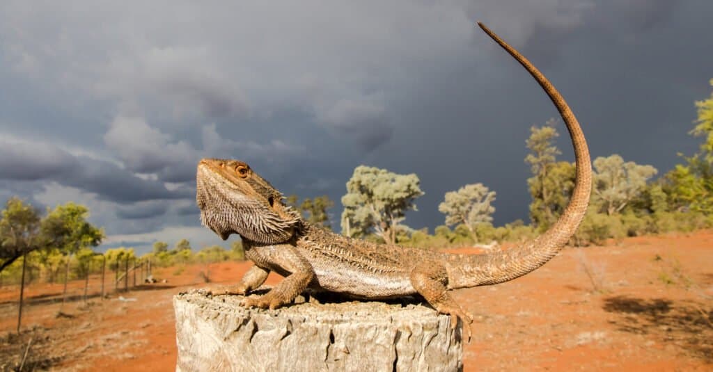 crested dragon lizard