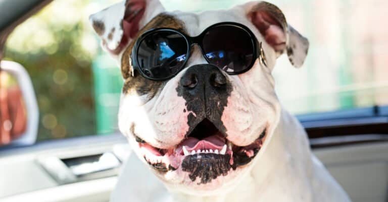 A bulldog shows off his clean, toothy smile.