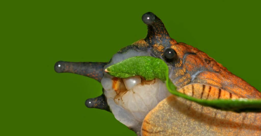 Snail Eyes: Everything You Want to Know
