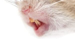 Mouse Teeth: Everything You Need to Know Picture