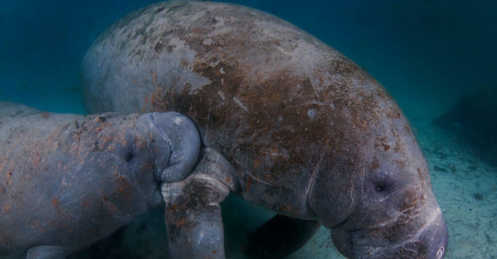 baby manatee underwater