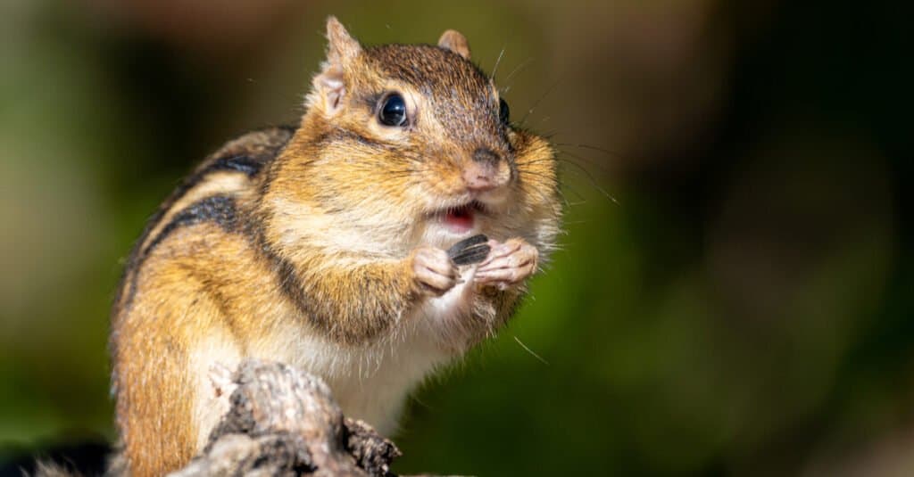 why do chipmunks have big cheeks