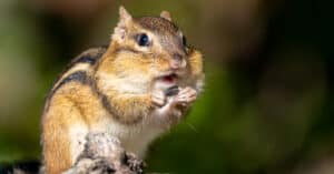 Chipmunk Holes: How To Identify & Fill Chipmunk Burrows Picture