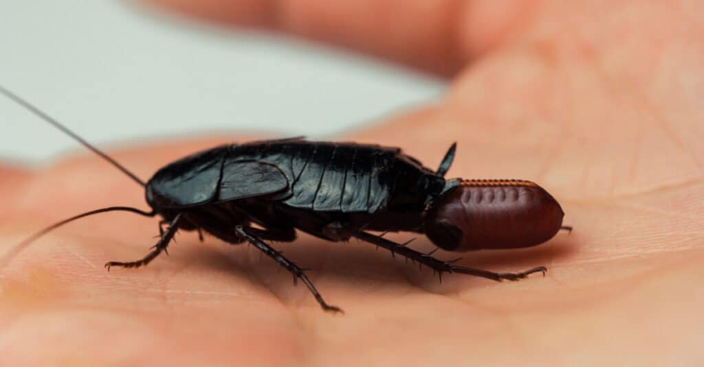 Pregnant Cockroach - Cockroach carrying Egg