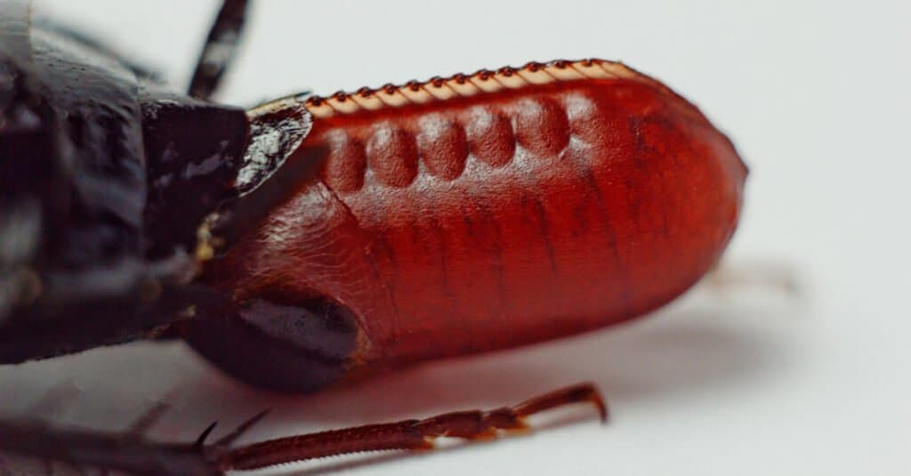 Cockroach Nymph - Cockroach Egg