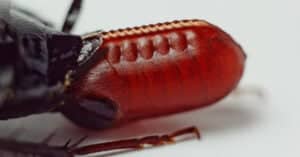 What To Do If You Find a Pregnant Cockroach Picture