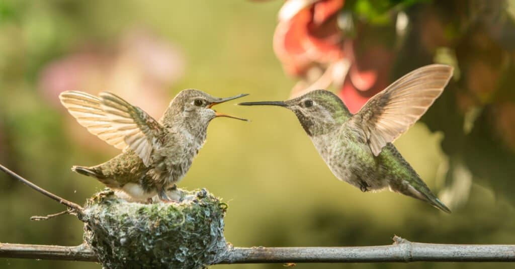 baby and mother hummingbird