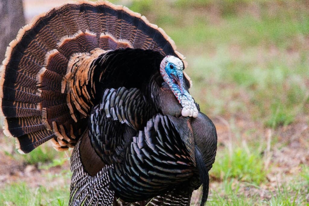 10 Incredible Turkey Facts - AZ Animals