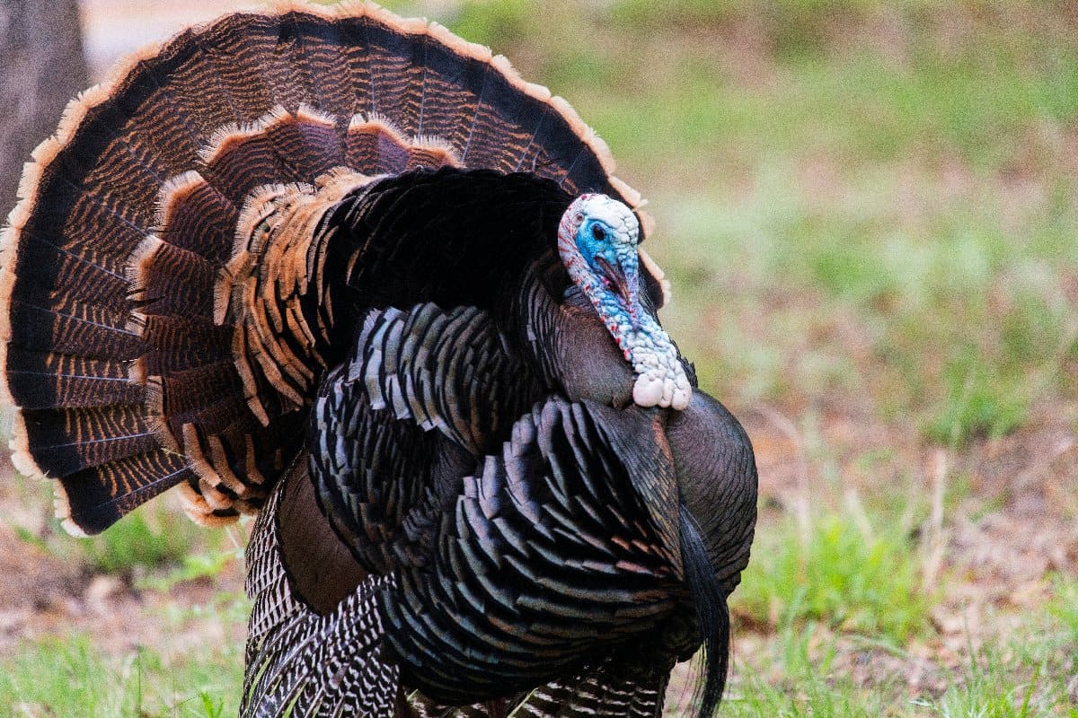 Male VS Female Turkeys: Spotting The Difference - AZ Animals