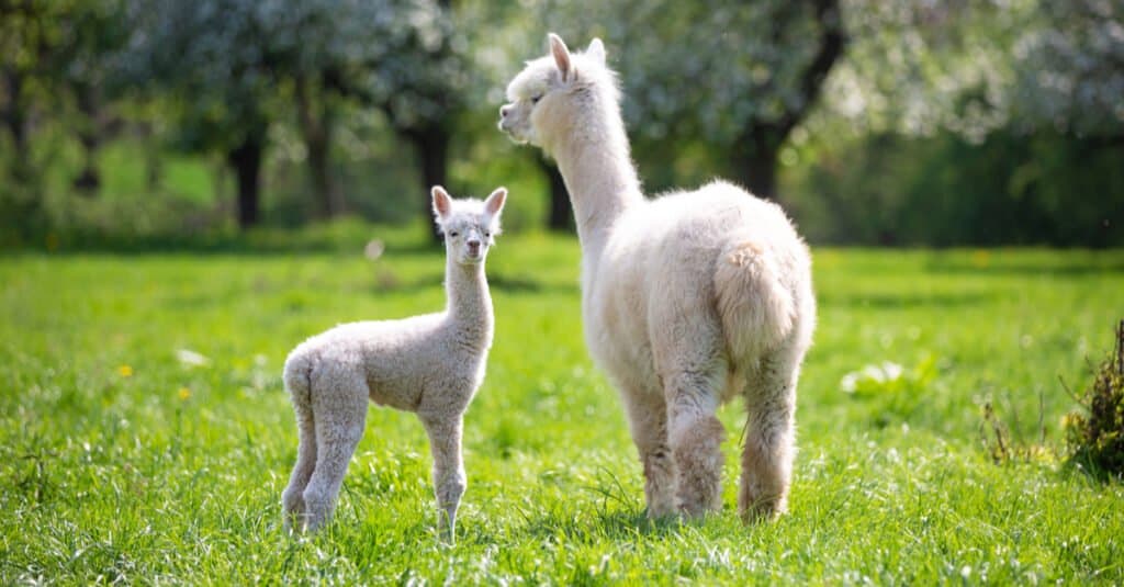 mother and baby alpaca