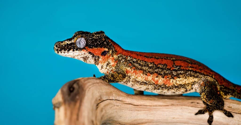 Crested Gecko - Striped Crested