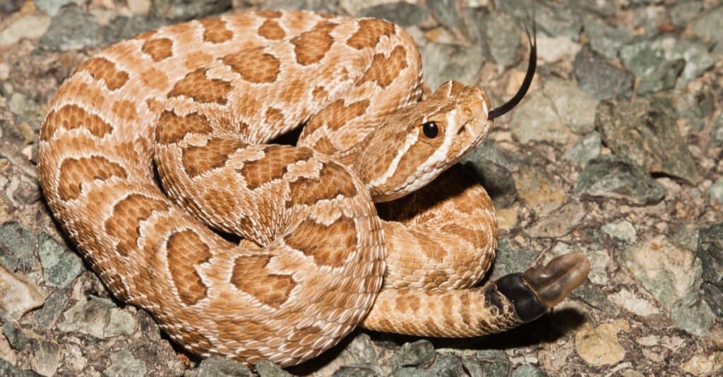 Gopher snake vs rattlesnake