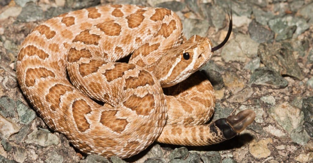 12 Snakes Found in Idaho (2 Are Venomous) - A-Z Animals