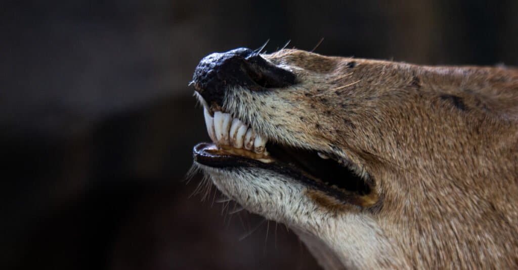 Muntjac Deer Teeth