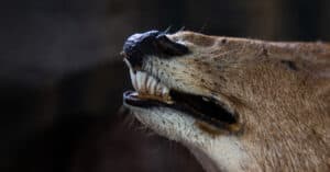 Deer Teeth: Everything You Need to Know Picture