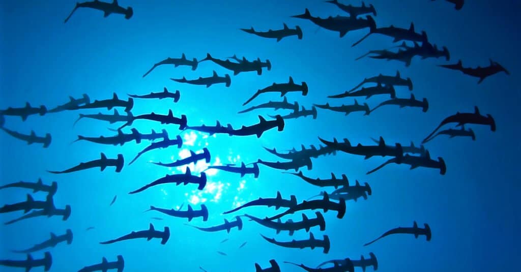 baby hammerhead shark school