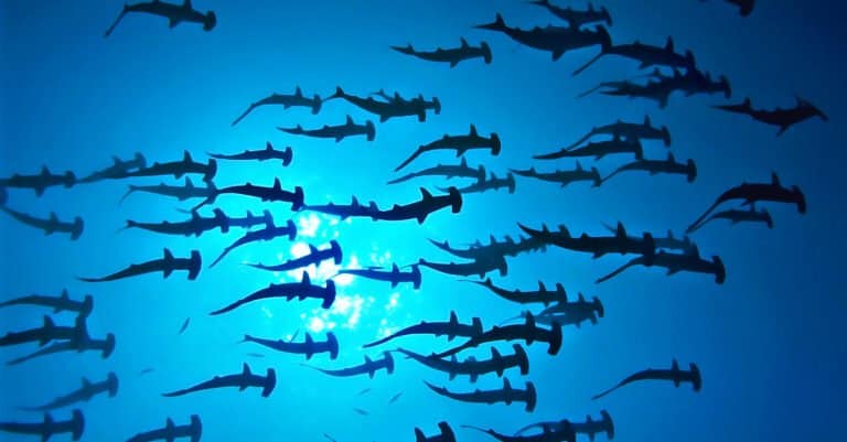 baby hammerhead shark school