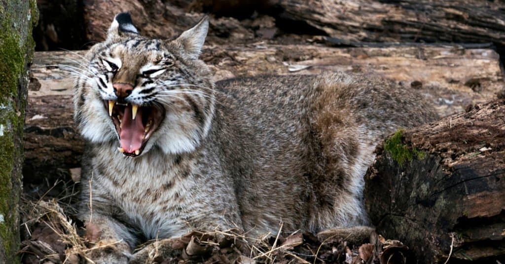 ฟัน Bobcat - Bobcat เปิดปาก