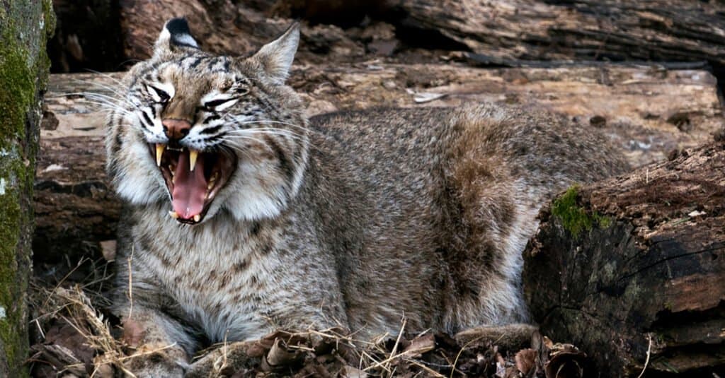 Bobcat Teeth - Bobcat Opening Mouth