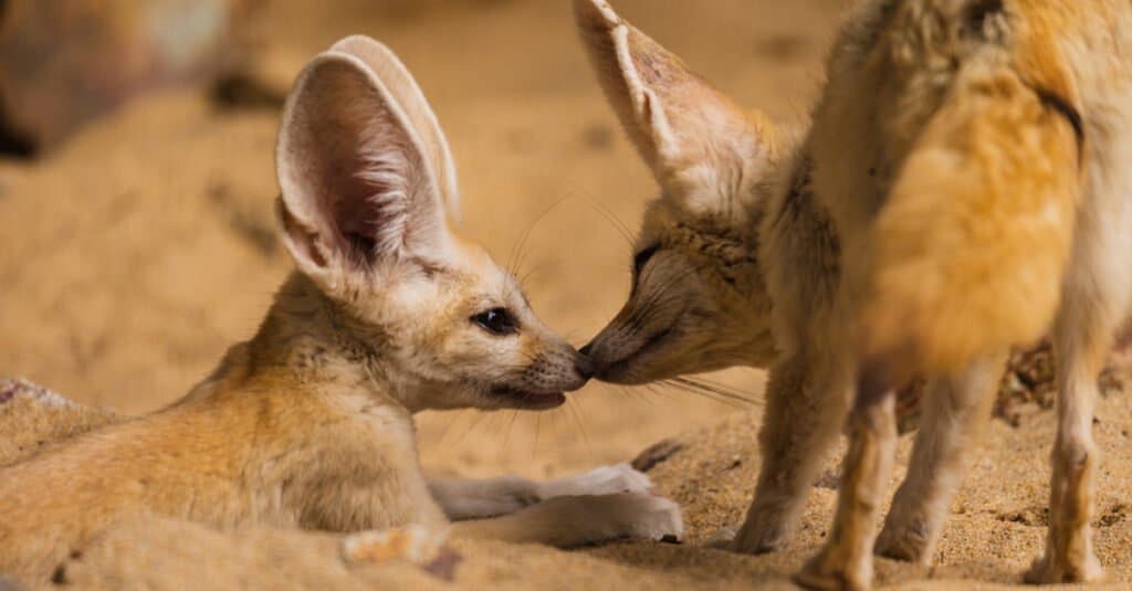 baby fennec fox kits